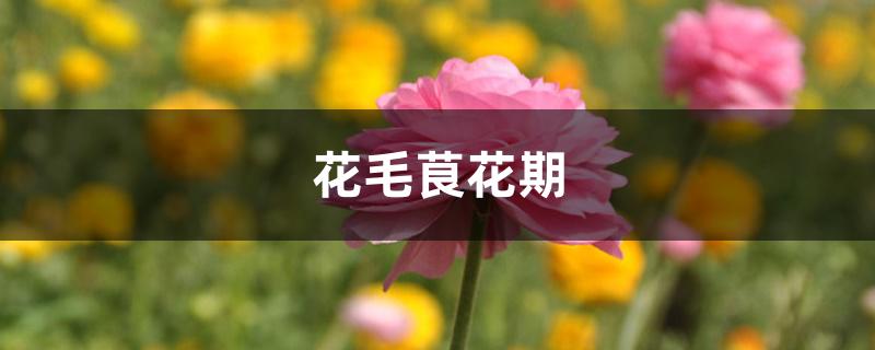 花毛茛花期