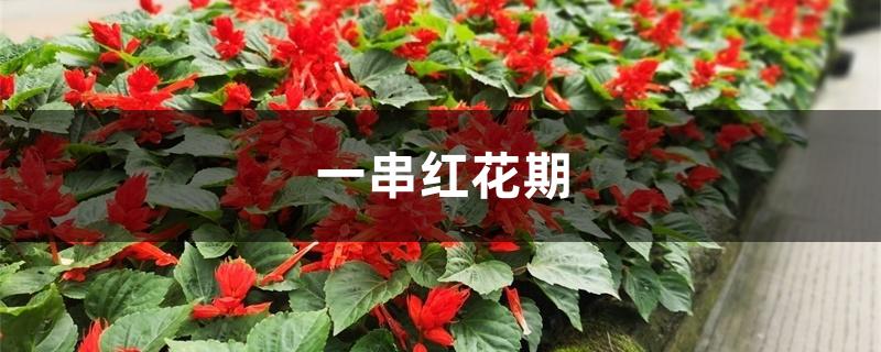 一串红花期