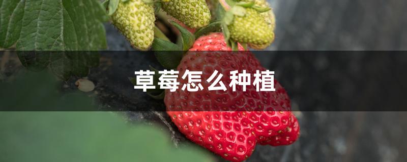 草莓怎么种植