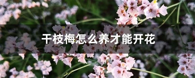 干枝梅怎么养才能开花