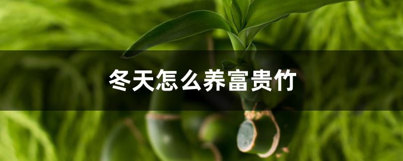 冬天怎么养富贵竹