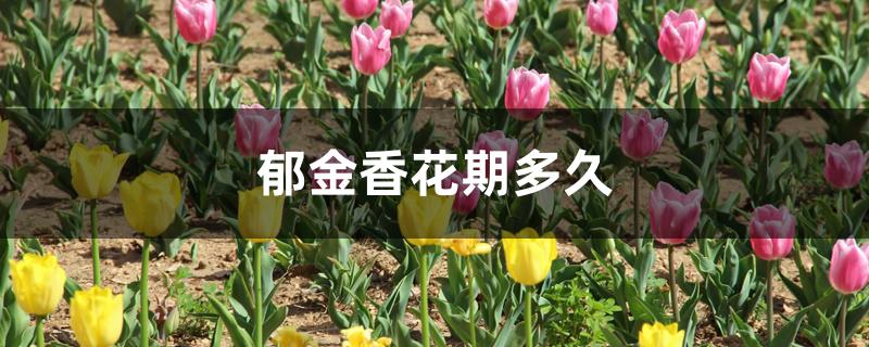 郁金香花期多久