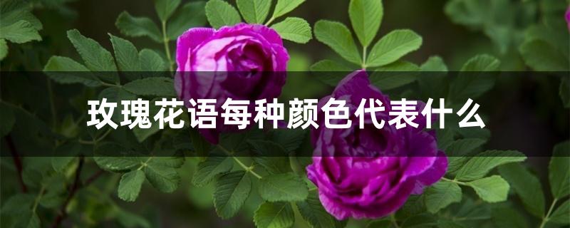 玫瑰花语每种颜色代表什么