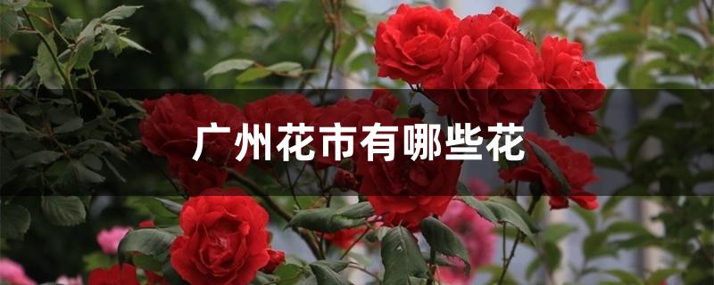 广州花市有哪些花 广州花市有哪些花