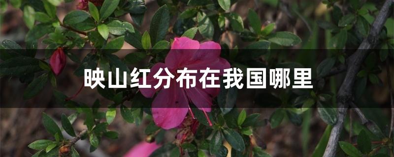 映山红分布在我国哪里 映山红分布在我国哪里