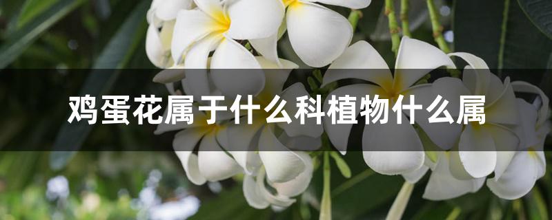 鸡蛋花属于什么科植物什么属