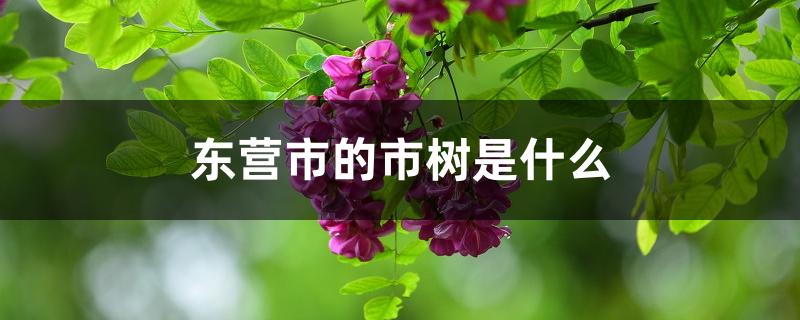 东营市的市树是什么