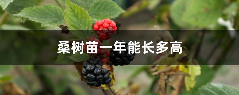 桑树苗一年能长多高