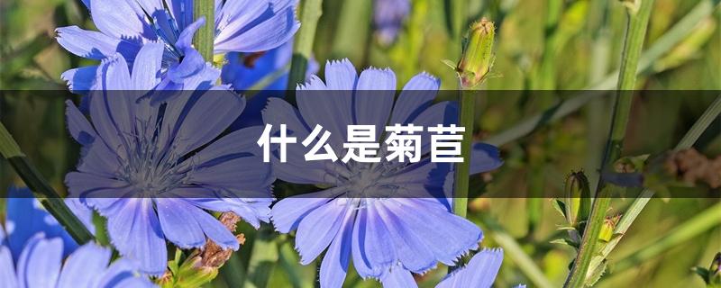 什么是菊苣