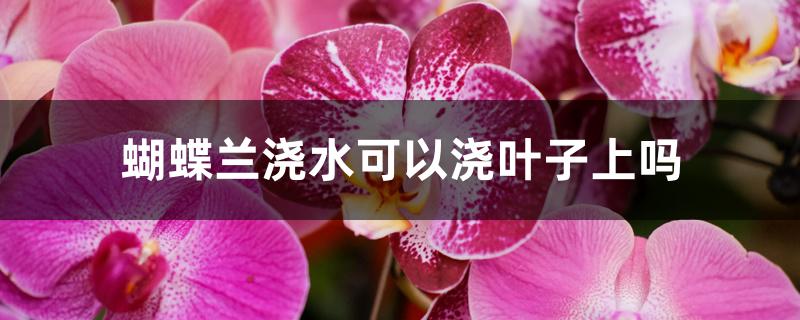 蝴蝶兰浇水可以浇叶子上吗
