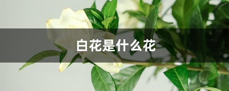 白花是什么花