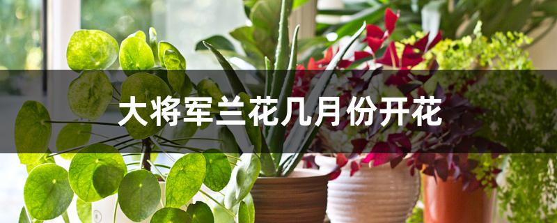 大将军兰花几月份开花