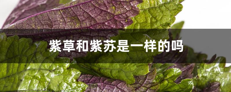 紫草和紫苏是一样的吗
