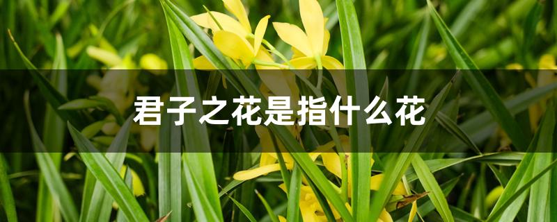 君子之花是指什么花 君子之花是指什么花