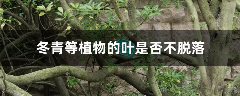 冬青等植物的叶是否不脱落