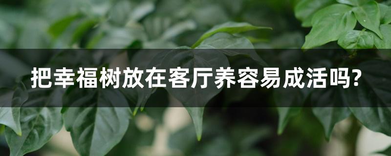 把幸福树放在客厅养容易成活吗?