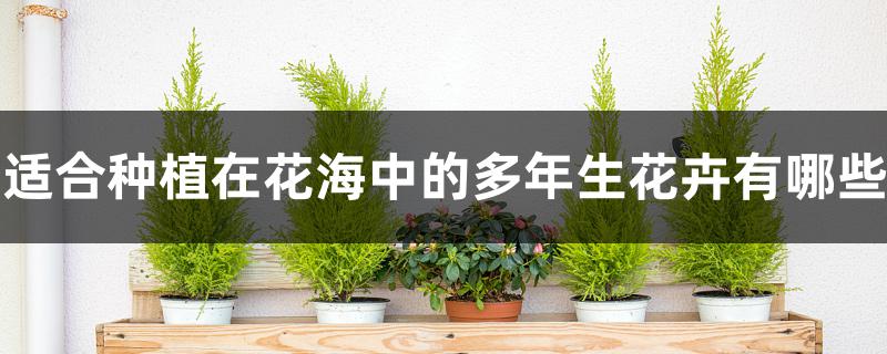 适合种植在花海中的多年生花卉有哪些