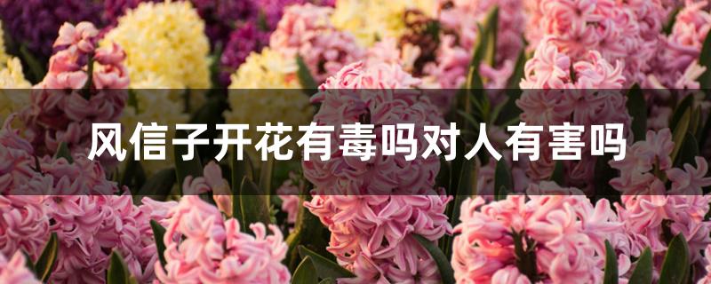 风信子开花有毒吗对人有害吗