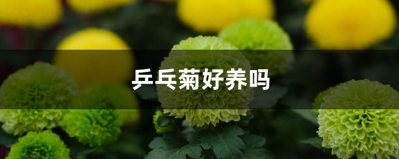 乒乓菊好养吗