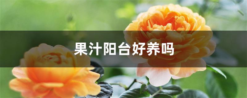 果汁阳台好养吗
