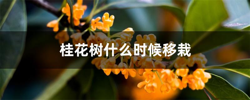 桂花树什么时候移栽