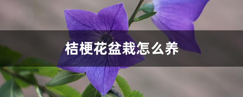 桔梗花盆栽怎么养