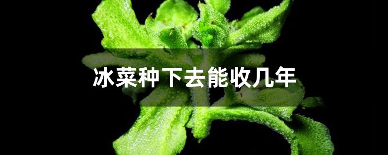 冰菜种下去能收几年 冰菜种下去能收几年
