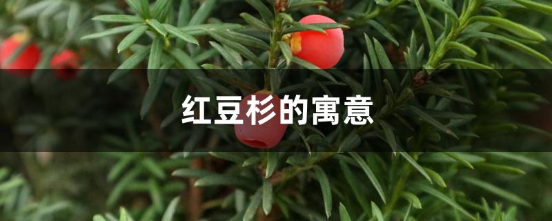 红豆杉的寓意