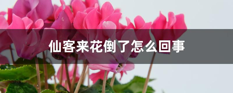 仙客来花倒了怎么回事