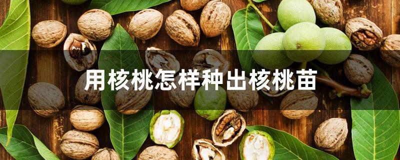 用核桃怎样种出核桃苗 用核桃怎样种出核桃苗