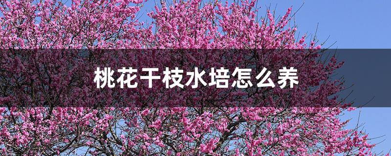 桃花干枝水培怎么养