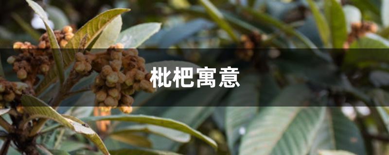 枇杷寓意 枇杷寓意