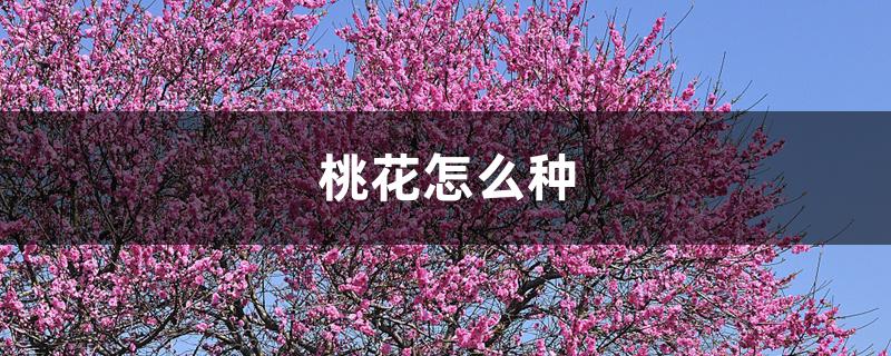 桃花怎么种