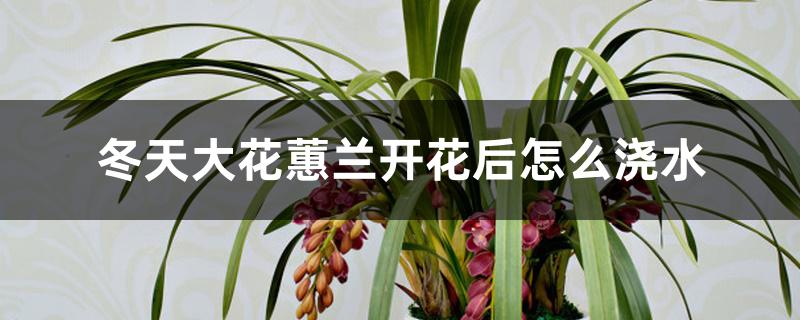 冬天大花蕙兰开花后怎么浇水