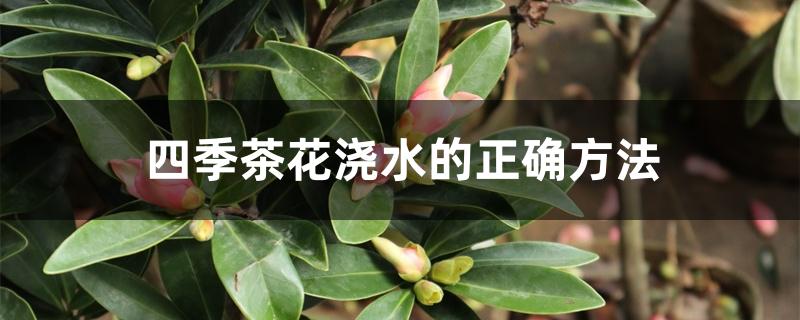 四季茶花浇水的正确方法