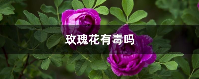 玫瑰花有毒吗