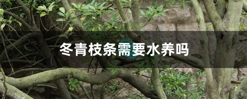 冬青枝条需要水养吗