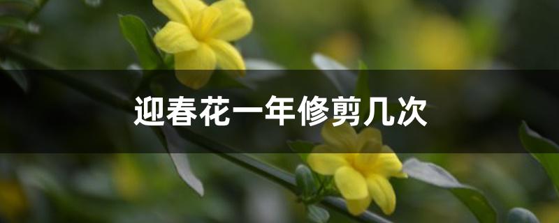 迎春花一年修剪几次