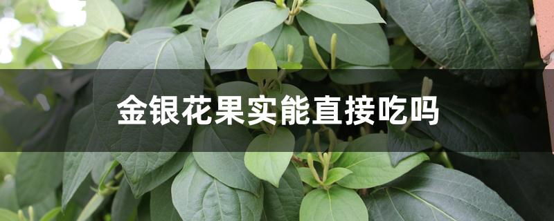 金银花果实能直接吃吗