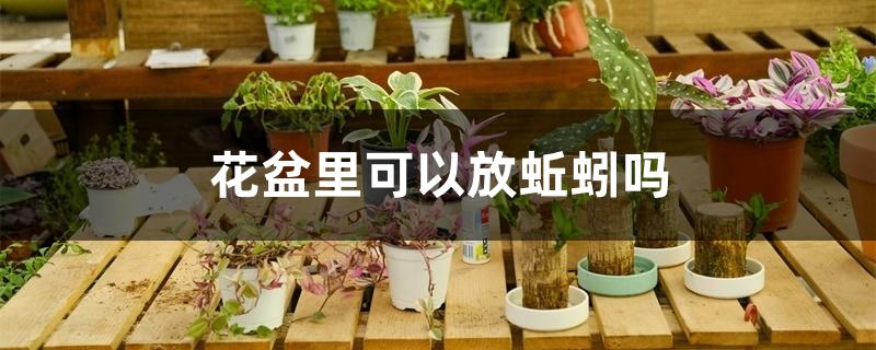 花盆里可以放蚯蚓吗