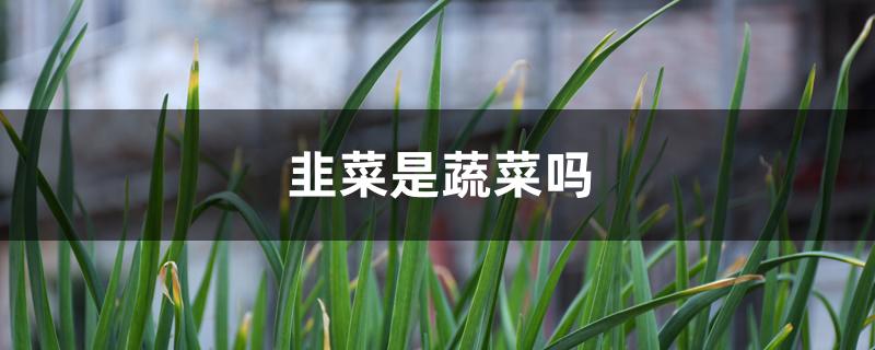 韭菜是蔬菜吗