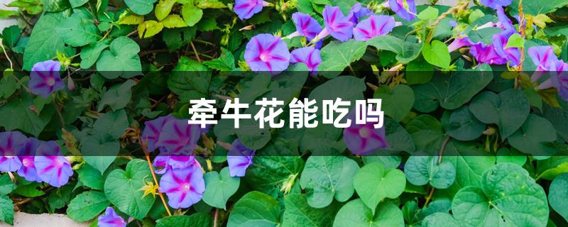 牵牛花能吃吗