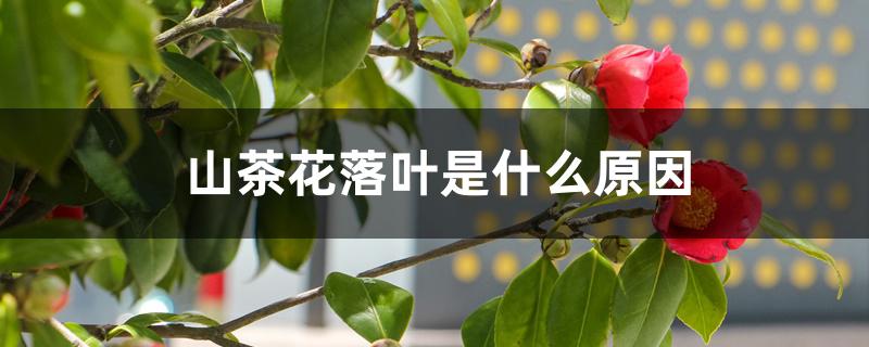 山茶花落叶是什么原因