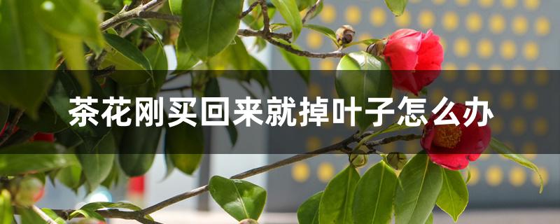 茶花刚买回来就掉叶子怎么办