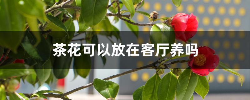 茶花可以放在客厅养吗