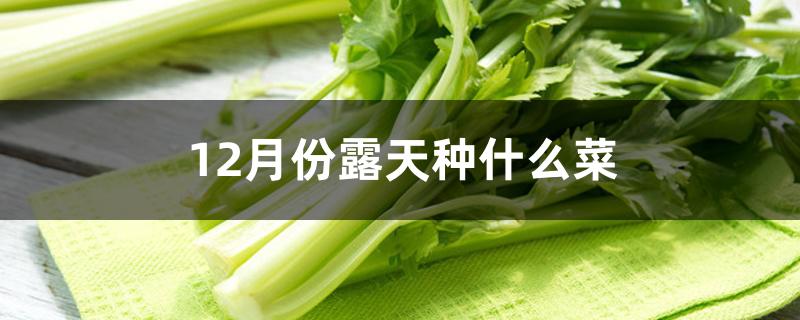 12月份露天种什么菜