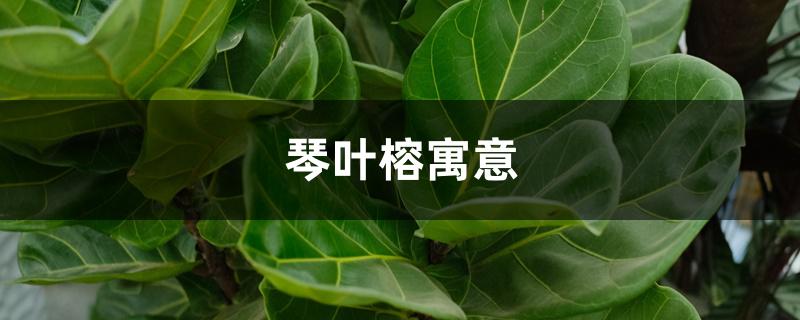 琴叶榕寓意