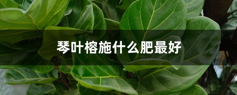 琴叶榕施什么肥最好