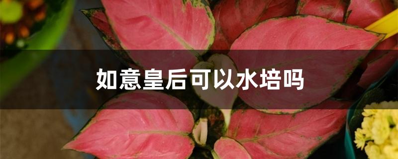 如意皇后可以水培吗 如意皇后可以水培吗