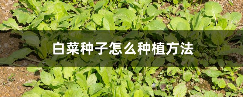 白菜种子怎么种植方法